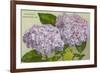 Hydrangeas, Nantucket, Massachusetts-null-Framed Art Print