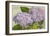 Hydrangeas, Nantucket, Massachusetts-null-Framed Premium Giclee Print