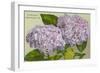 Hydrangeas, Nantucket, Massachusetts-null-Framed Premium Giclee Print