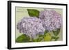 Hydrangeas, Nantucket, Massachusetts-null-Framed Art Print