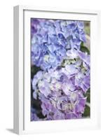 Hydrangeas-Klaus Scholz-Framed Photographic Print