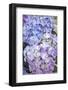 Hydrangeas-Klaus Scholz-Framed Photographic Print