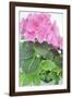 Hydrangeas-Klaus Scholz-Framed Photographic Print