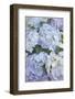 Hydrangeas-Klaus Scholz-Framed Photographic Print