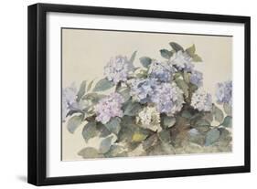 Hydrangeas-Madeleine Lemaire-Framed Art Print