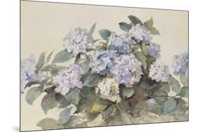 Hydrangeas-Madeleine Lemaire-Mounted Art Print