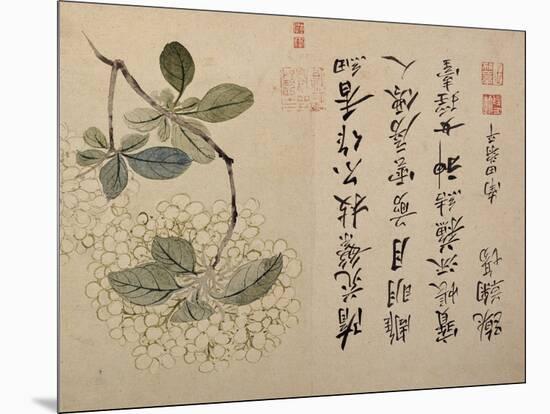 Hydrangeas-Yun Shouping-Mounted Giclee Print