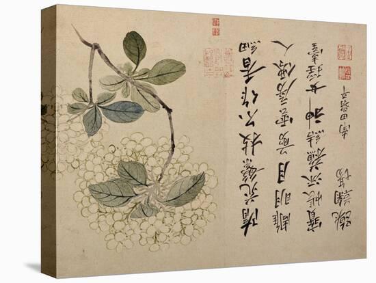 Hydrangeas-Yun Shouping-Stretched Canvas