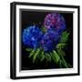 Hydrangeas-Pol Ledent-Framed Art Print