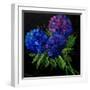 Hydrangeas-Pol Ledent-Framed Art Print