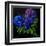 Hydrangeas-Pol Ledent-Framed Art Print