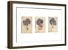 Hydrangeas-Amy Melious-Framed Premium Giclee Print