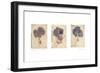 Hydrangeas-Amy Melious-Framed Premium Giclee Print