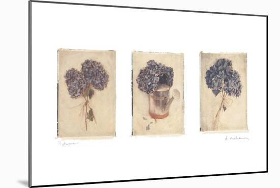 Hydrangeas-Amy Melious-Mounted Premium Giclee Print