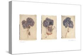 Hydrangeas-Amy Melious-Stretched Canvas