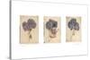 Hydrangeas-Amy Melious-Stretched Canvas