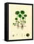 Hydrocotyle Vulgaris Marsh Pennywort-null-Framed Stretched Canvas