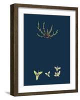 Hydrocotyle Vulgaris; Marsh Pennywort-null-Framed Giclee Print