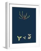 Hydrocotyle Vulgaris; Marsh Pennywort-null-Framed Giclee Print