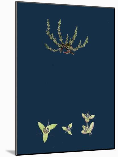 Hydrocotyle Vulgaris; Marsh Pennywort-null-Mounted Giclee Print