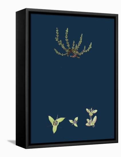 Hydrocotyle Vulgaris; Marsh Pennywort-null-Framed Stretched Canvas