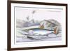 Hydrocylon Armatus-Robert Hermann Schomburgk-Framed Art Print