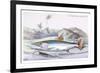 Hydrocylon Armatus-Robert Hermann Schomburgk-Framed Art Print