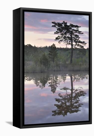 Hydrogen Sulphide Pond with Reflected Trees, at Dusk, Bog Forest, Kemeri Np, Latvia, June 2009-López-Framed Stretched Canvas