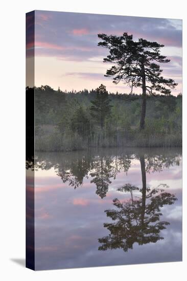 Hydrogen Sulphide Pond with Reflected Trees, at Dusk, Bog Forest, Kemeri Np, Latvia, June 2009-López-Stretched Canvas