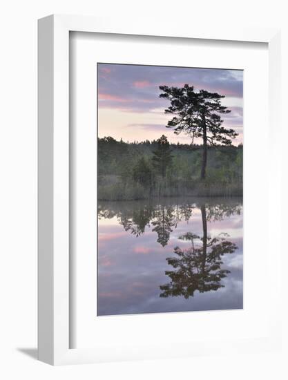 Hydrogen Sulphide Pond with Reflected Trees, at Dusk, Bog Forest, Kemeri Np, Latvia, June 2009-López-Framed Photographic Print