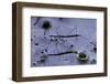 Hydrometra Stagnorum (Aquatic Bug)-Paul Starosta-Framed Photographic Print