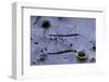 Hydrometra Stagnorum (Aquatic Bug)-Paul Starosta-Framed Photographic Print