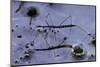 Hydrometra Stagnorum (Aquatic Bug)-Paul Starosta-Mounted Photographic Print