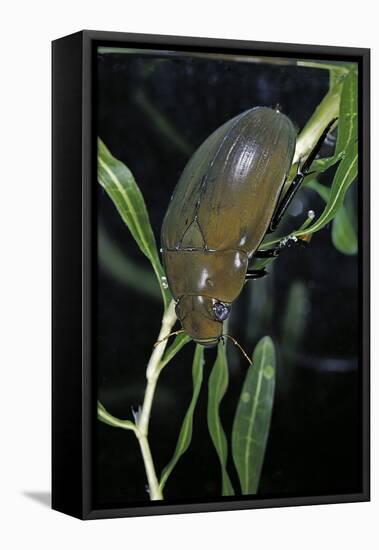 Hydrophilus Piceus (Great Silver Water Beetle)-Paul Starosta-Framed Stretched Canvas