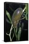 Hydrophilus Piceus (Great Silver Water Beetle)-Paul Starosta-Framed Stretched Canvas