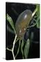 Hydrophilus Piceus (Great Silver Water Beetle)-Paul Starosta-Stretched Canvas