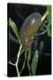 Hydrophilus Piceus (Great Silver Water Beetle)-Paul Starosta-Stretched Canvas