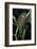 Hydrophilus Piceus (Great Silver Water Beetle)-Paul Starosta-Framed Photographic Print