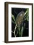 Hydrophilus Piceus (Great Silver Water Beetle)-Paul Starosta-Framed Photographic Print