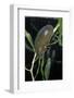 Hydrophilus Piceus (Great Silver Water Beetle)-Paul Starosta-Framed Photographic Print