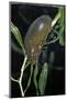 Hydrophilus Piceus (Great Silver Water Beetle)-Paul Starosta-Mounted Photographic Print