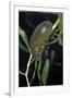 Hydrophilus Piceus (Great Silver Water Beetle)-Paul Starosta-Framed Photographic Print