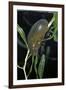 Hydrophilus Piceus (Great Silver Water Beetle)-Paul Starosta-Framed Photographic Print