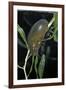 Hydrophilus Piceus (Great Silver Water Beetle)-Paul Starosta-Framed Photographic Print