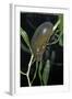 Hydrophilus Piceus (Great Silver Water Beetle)-Paul Starosta-Framed Photographic Print