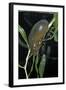 Hydrophilus Piceus (Great Silver Water Beetle)-Paul Starosta-Framed Photographic Print