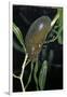 Hydrophilus Piceus (Great Silver Water Beetle)-Paul Starosta-Framed Photographic Print