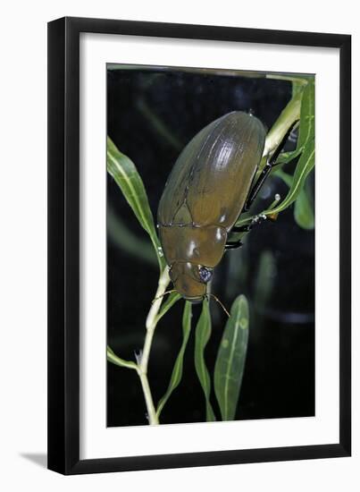 Hydrophilus Piceus (Great Silver Water Beetle)-Paul Starosta-Framed Photographic Print