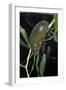 Hydrophilus Piceus (Great Silver Water Beetle)-Paul Starosta-Framed Photographic Print