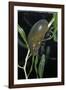 Hydrophilus Piceus (Great Silver Water Beetle)-Paul Starosta-Framed Photographic Print